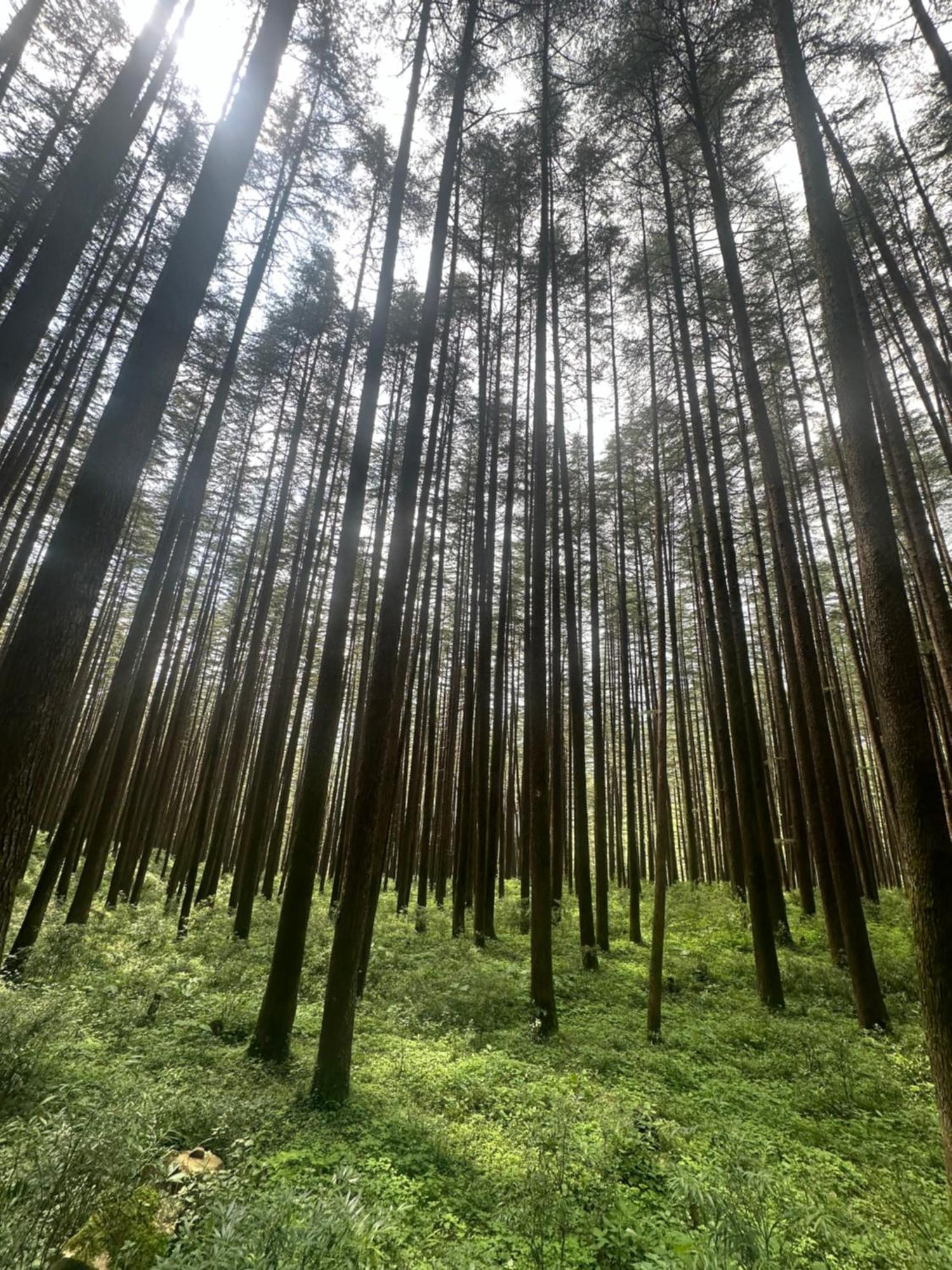 Deodar Village Homestay Devalsari Mussoorie Εξωτερικό φωτογραφία